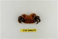 藏品(斑點擬相手蟹)的圖片